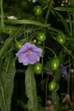 Solanum laciniatum RCP8-2014 176.JPG